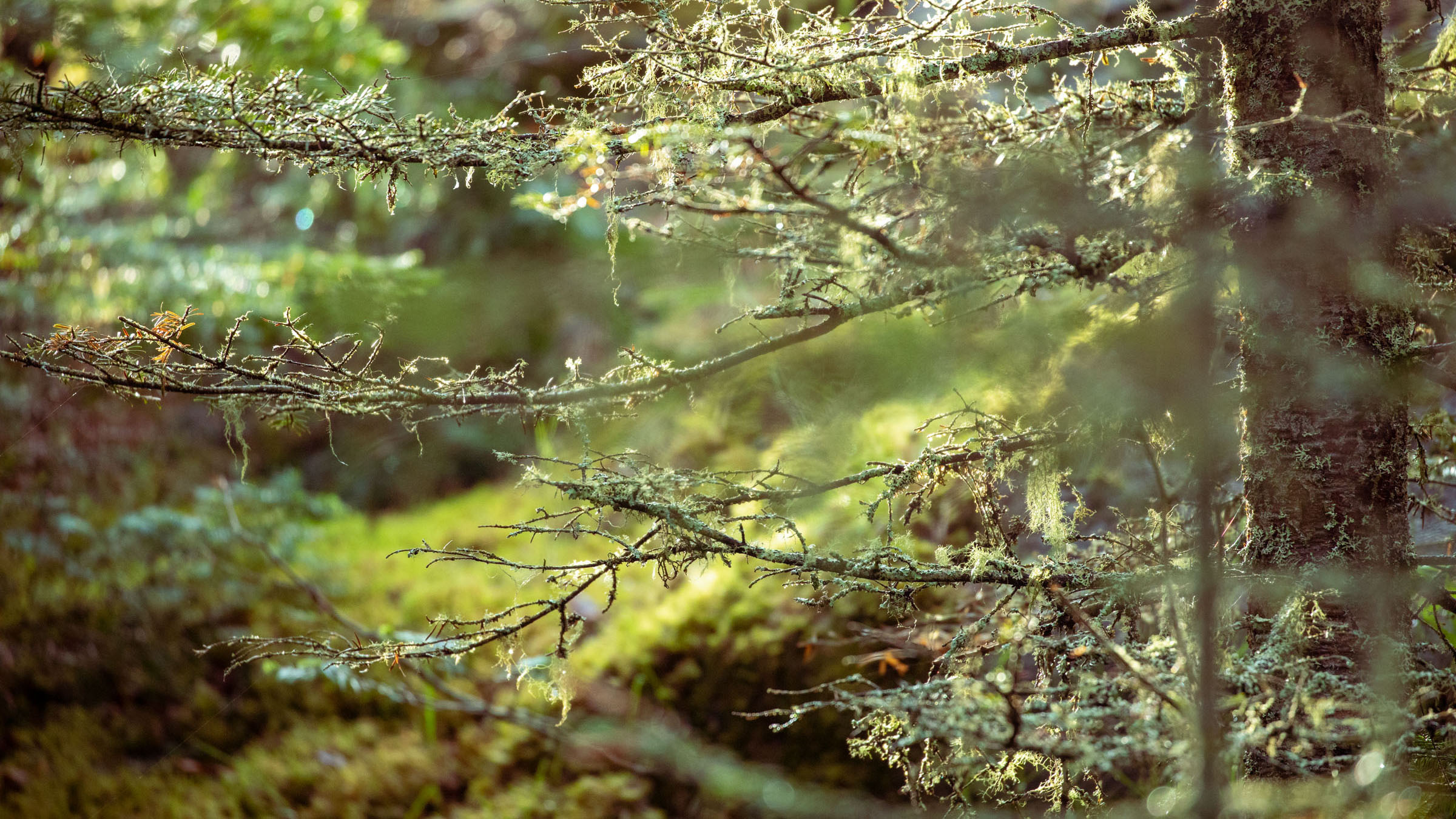 Bright green moss and lichens ensconce a slim tree. Dappled light shimmers on out-of-focus pine trees and mossy rocks in the backdrop.